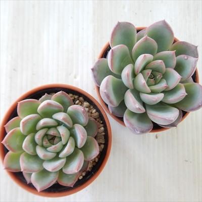 多肉植物 Yukエケベリア ラウリンゼ 花うらら 多肉植物 優木園さんの苗 エケベリア 6cmポット Aw 001 018 フラワーネット日本花キ流通 通販 Yahoo ショッピング