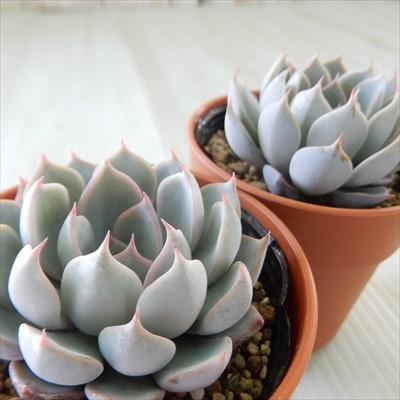 多肉植物 yukエケベリア リラシナ×ザラゴーサ spノバ 優木園さんの苗 