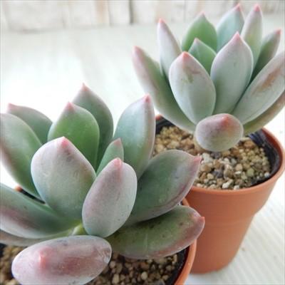 多肉植物 Yukパキべリア スイートキャンディ 多肉植物 エケベリア 6cmポット Aw 001 022 フラワーネット日本花キ流通 通販 Yahoo ショッピング