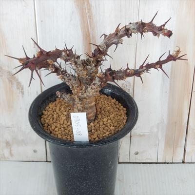 日本花キ流通 多肉植物 caヤトロファ Jatropha dichtar 現品販売 0705