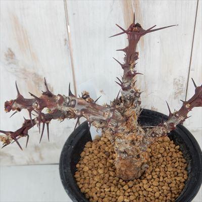 受付終了】ヤトロファ スピカータ 観葉植物 塊根植物 多肉植物