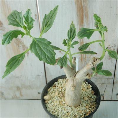 多肉植物 caプテロディスクス オーランティアクス Pterodiscus aurantiacus 現品販売 0913-21 多肉植物 コーデックス | 日本花キ流通 | 02