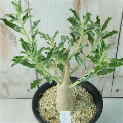 日本花キ流通 多肉植物 caプテロディスクス マカチニエンシス 日本花キ流通 多肉植物 caプテロディスクス マカチニエンシス