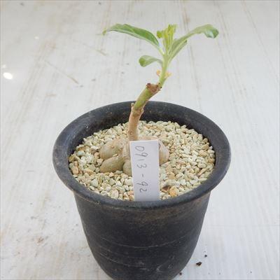 日本花キ流通 多肉植物 caプテロディスクス スペシオーサス 古城