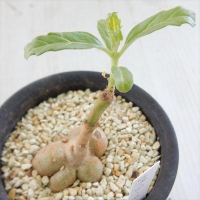 日本花キ流通 多肉植物 caプテロディスクス スペシオーサス 古城