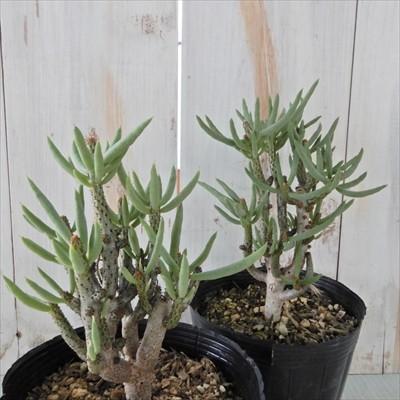 多肉植物 caチレコドン ブッコルジアヌス 多肉植物 チレコドン コーデックス 9cmポット | 日本花キ流通 | 01