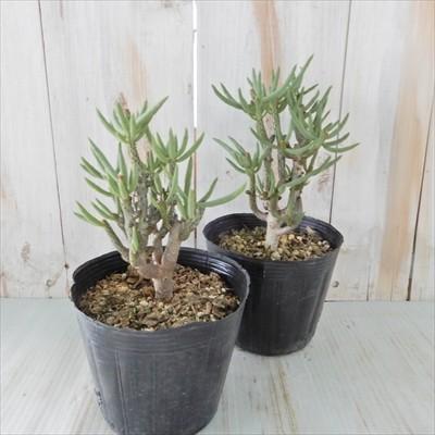 多肉植物 caチレコドン ブッコルジアヌス 多肉植物 チレコドン コーデックス 9cmポット | 日本花キ流通 | 02