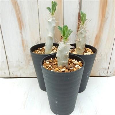 日本花キ流通 多肉植物 caパキポディウム レアリー パキポディウム