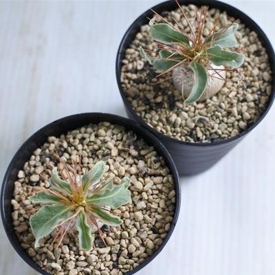 日本花キ流通 多肉植物 caパキポディウム 光堂 多肉植物
