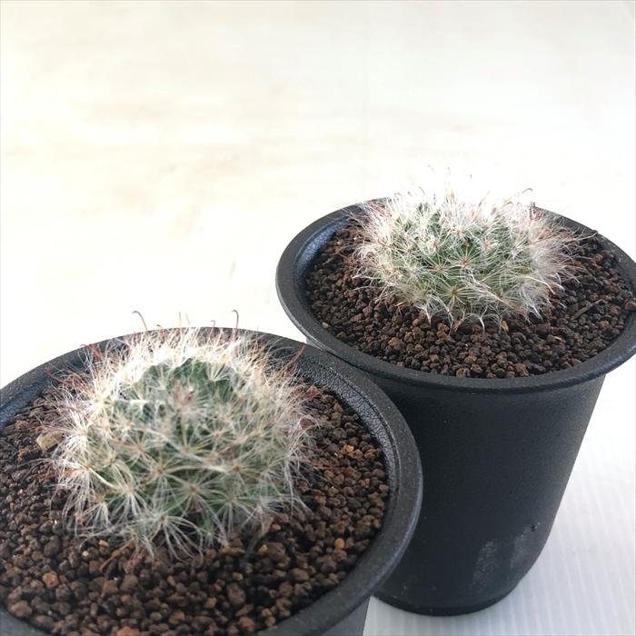 多肉植物 Guサボテン 赤花高砂 多肉植物 7 5cmポット Gu 001 006 フラワーネット日本花キ流通 通販 Yahoo ショッピング