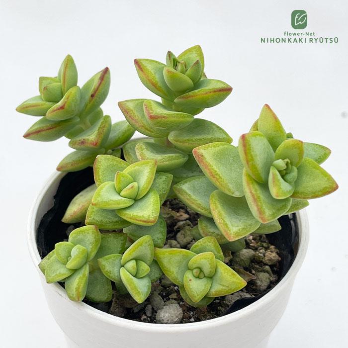 日本花キ流通 多肉植物 hmクラッスラ ルペストリス 多肉植物