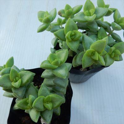 日本花キ流通 多肉植物 hmクラッスラ ルペストリス クラッスラ