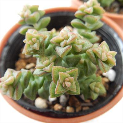 日本花キ流通 多肉植物 hmクラッスラ 小米星 多肉植物 クラッスラ 6cm