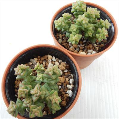 日本花キ流通 多肉植物 hmクラッスラ 小米星 多肉植物 クラッスラ 6cm