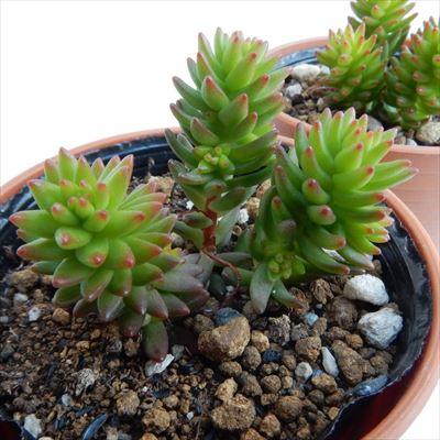 多肉植物 Hmセダム グリーンペット 多肉植物 セダム 6cmポット Hm 001 004 フラワーネット日本花キ流通 通販 Yahoo ショッピング