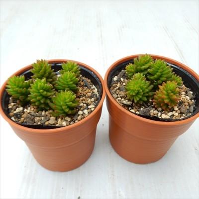 多肉植物 Hmビラディア グリーンペット 多肉植物 セダム 6cmポット 花 ガーデニング