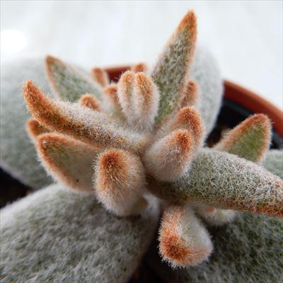 多肉植物 Hmカランコエ 福兎耳変種 セピア 多肉植物 カランコエ 6cmポット Hm 001 001 フラワーネット日本花キ流通 通販 Yahoo ショッピング