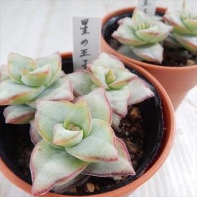 多肉植物 Hmクラッスラ 星の王子 多肉植物 6cmポット Hm 001 001 フラワーネット日本花キ流通 通販 Yahoo ショッピング