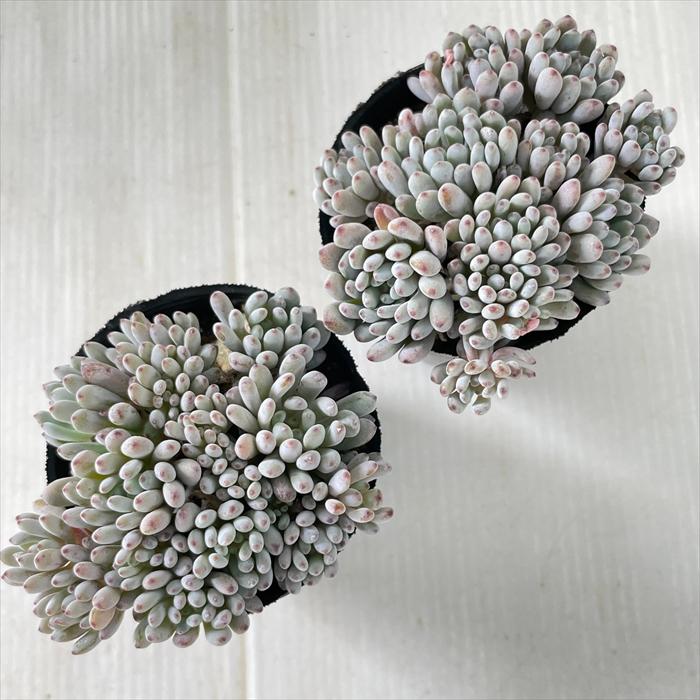 日本花キ流通 多肉植物 hmグラプトペタルム ブルービーン 多肉植物