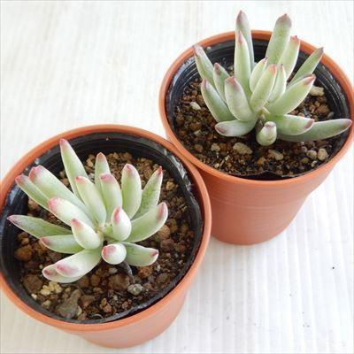 多肉植物 Hmコチレドン 白美人 多肉植物 コチレドン 6cmポット Hm 001 001 フラワーネット日本花キ流通 通販 Yahoo ショッピング