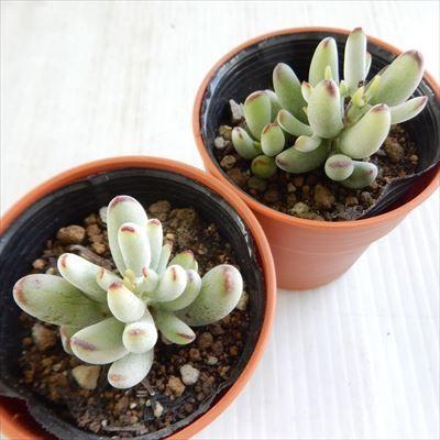 多肉植物 Hmコチレドン 京小町 多肉植物 コチレドン 6cmポット Hm 001 003 フラワーネット日本花キ流通 通販 Yahoo ショッピング