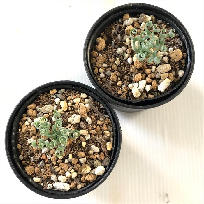 多肉植物 Hmアルブカ コンコルディアナ 多肉植物 アルブカ 6cmポット Hm 001 015 フラワーネット日本花キ流通 通販 Yahoo ショッピング