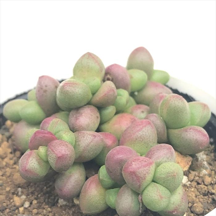 日本花キ流通 多肉植物 hmクラッスラ パープルライト 多肉植物