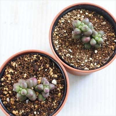 多肉植物 Hmクラッスラ パープルライト 多肉植物 クラッスラ 6cmポット Hm 001 003 フラワーネット日本花キ流通 通販 Yahoo ショッピング