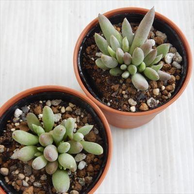 多肉植物 Hmコチレドン 白桃 多肉植物 コチレドン 6cmポット Hm 001 1711 001 フラワーネット日本花キ流通 通販 Yahoo ショッピング