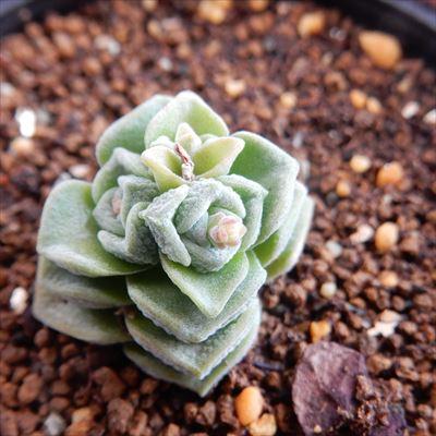 日本花キ流通 多肉植物 hmクラッスラ スザンナエ ドロシー 多肉植物