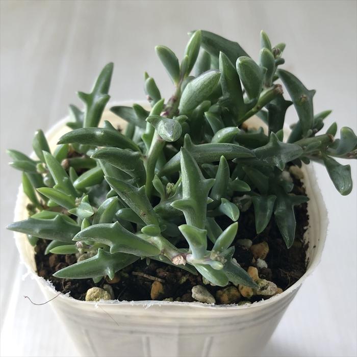 日本花キ流通 多肉植物 sb セネシオ ドルフィンネックレス ペレグリナ