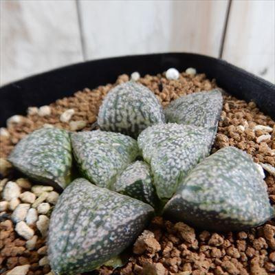 多肉植物 Niハオルチア 関西モザイク ピクタ 実生苗 0609 08 現品販売 多肉植物 ハオルチア 7 5cm Ni 001 095 フラワーネット日本花キ流通 通販 Yahoo ショッピング