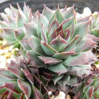 日本花キ流通 多肉植物 onセンペルビウム アトロビオラセウム 9cm