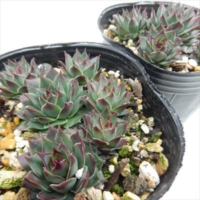 日本花キ流通 多肉植物 onセンペルビウム アトロビオラセウム 9cm