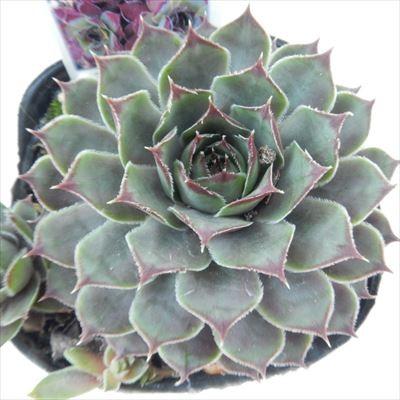 日本花キ流通 多肉植物 onセンペルビウム アロンディナ 9cmポット