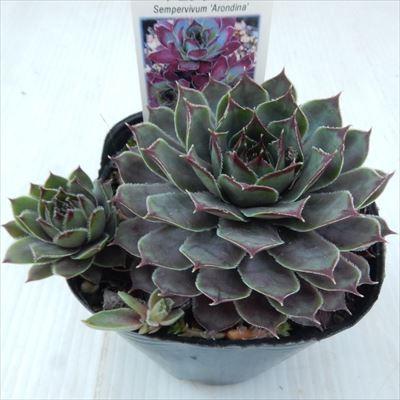 日本花キ流通 多肉植物 onセンペルビウム アロンディナ 9cmポット