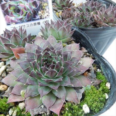 日本花キ流通 多肉植物 onセンペルビウム オセッティエンセ 9cmポット