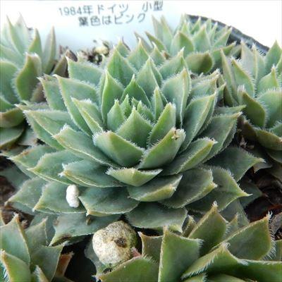 日本花キ流通 多肉植物 onセンペルビウム イラズ 9cmポット : フラワー