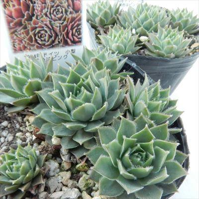 日本花キ流通 多肉植物 onセンペルビウム イラズ 9cmポット : フラワー