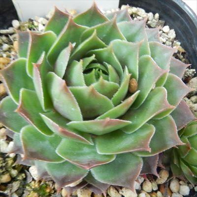 日本花キ流通 多肉植物 onセンペルビウム ガイジェスター 9cmポット