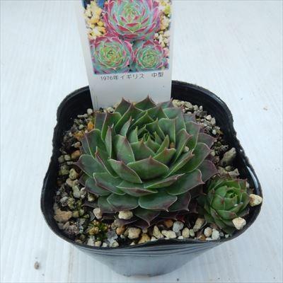 日本花キ流通 多肉植物 onセンペルビウム ガイジェスター 9cmポット