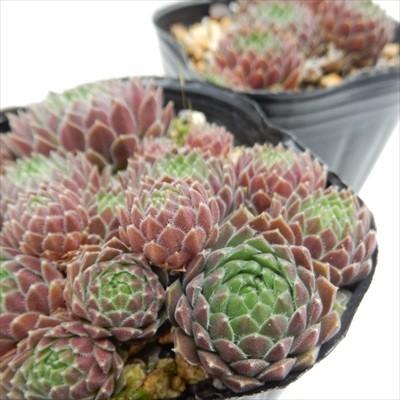 日本花キ流通 多肉植物 onセンペルビウム グラナダ 9cmポット