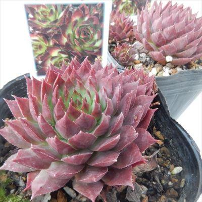 日本花キ流通 多肉植物 onセンペルビウム グローイングアンバーズ 9cm
