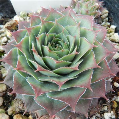 センペルビウム　ジュエルケース 日本花キ流通 多肉植物 onセンペルビウム ジュエルケース 9cmポット