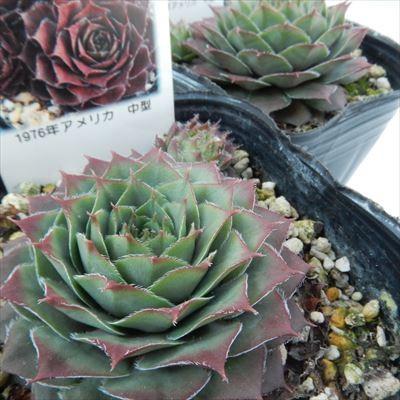日本花キ流通 多肉植物 onセンペルビウム ジュエルケース 9cmポット