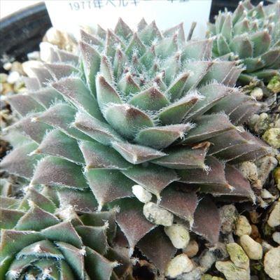 日本花キ流通 多肉植物 onセンペルビウム シルバージュビリー 9cm