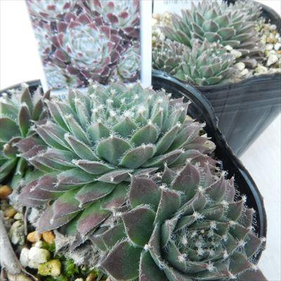 日本花キ流通 多肉植物 onセンペルビウム シルバージュビリー 9cm