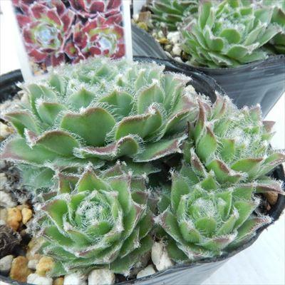 日本花キ流通 多肉植物 onセンペルビウム スクロッキーズビューティー