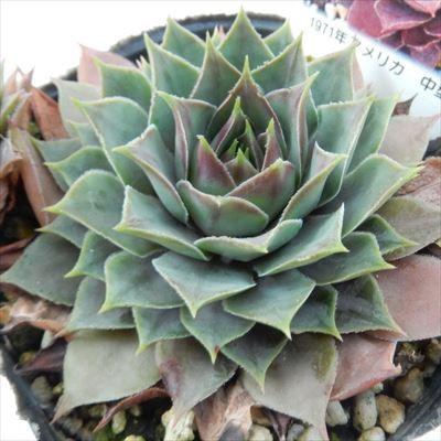 センペルビウム　セロン 日本花キ流通 多肉植物 onセンペルビウム セロン 9cmポット : フラワー
