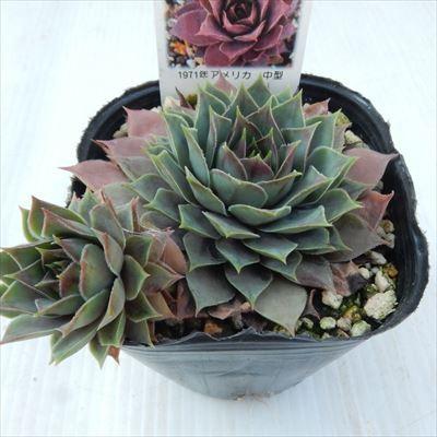 日本花キ流通 多肉植物 onセンペルビウム セロン 9cmポット : フラワー